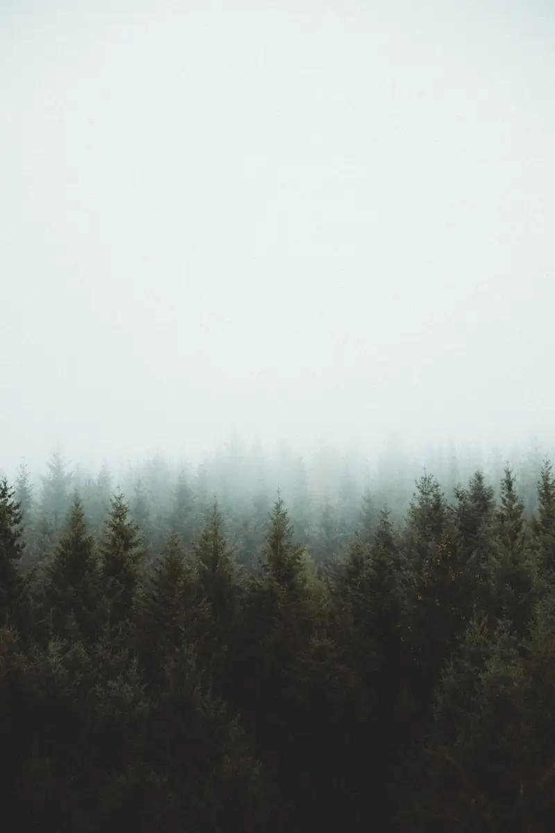 photo of pine trees